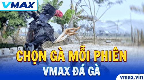 VMAX Đá Gà – Bí Kíp Chọn Gà Chuẩn Mỗi Phiên