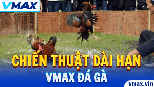 VMAX Đá Gà – Chiến Thuật Cá Cược Dài Hạn