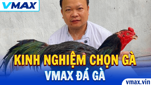 VMAX Đá Gà – Kinh Nghiệm Chọn Gà Chuẩn Mỗi Trận