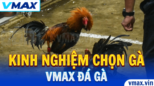 VMAX Đá Gà – Kinh Nghiệm Chọn Gà Mạnh Thắng Cao