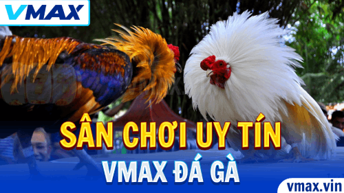 VMAX Đá Gà – Sân Chơi Uy Tín Cho Người Yêu Cá Cược