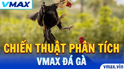 VMAX Đá Gà – Sử Dụng Chiến Thuật Phân Tích Thống Kê